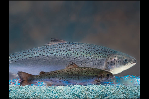 This handout photo, release 30 August 2010, compares the size of the GE-salmon (background) to an Atlantic salmon of the same age (foreground). Photo by Barrett & McKay Photo/AquaBounty Technologies/Handout, NP